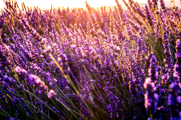 Lavender in Provence, South of France